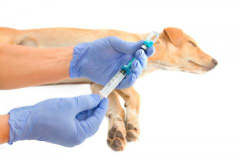 vacuna perros veterinarios granada