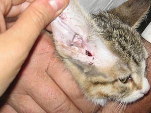 franja Marcado espectro Curar herida a un gato. ¿Cómo curar la herida de un gato?