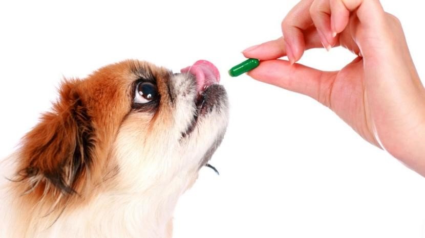 insecticida leishmaniosis para perros veterinario granada