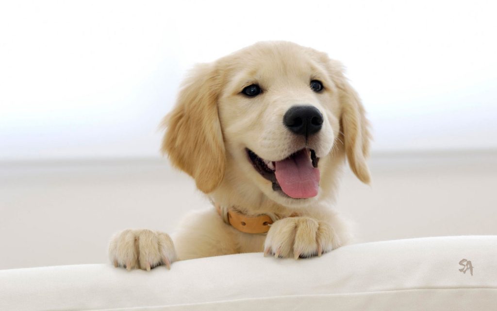 tratamiento sarna en perros