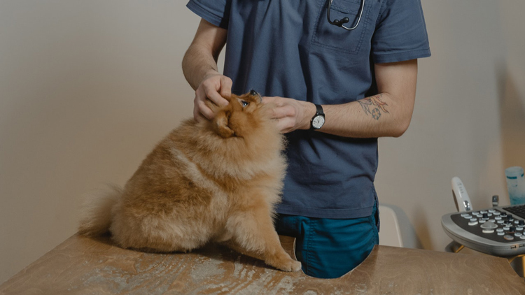 consejos-para-llevar-al-gato-al-veterinario