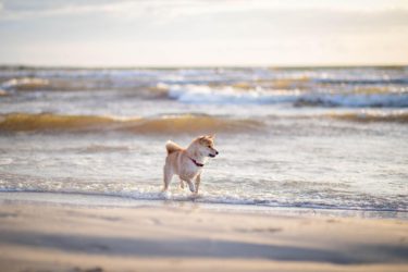 playas-para-perros-donde-ir